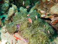 Halsband anemoonvissen in symbiose anemoon