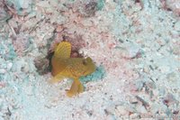 Blauwgespikkelde goby