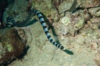 Geellipzeecobra