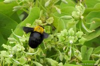 Hommel