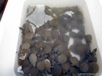 Schildpadjes