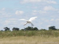 Cattle egret