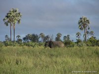 Olifant