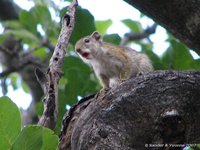 Yellow-footed squirrel