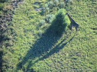 Giraffeschaduw