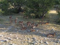 Impalas