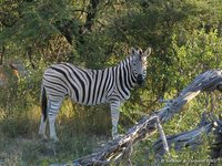 Plains zebra
