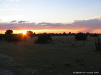 Avond op de savanne