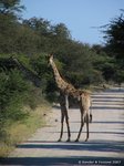Giraffen