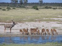 Kudu en impalas