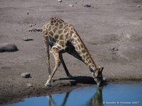 Giraffe