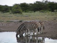 Zebra's