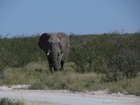 Olifant