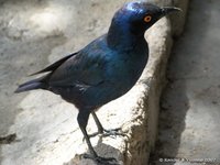 Greater blue-eared starling