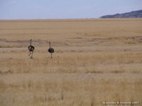 Struisvogels