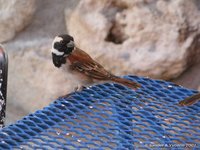 Cape sparrow