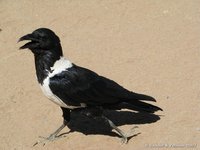 Pied crow