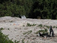 Mangoest, dassie en pinguïns