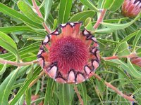 Bijzondere bloem