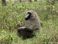 Olive baboon