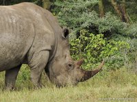 White rhinoceros