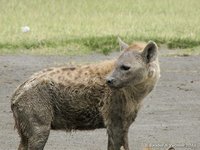Spotted hyena