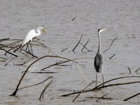 Yellow-billed Egret