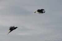 Black-and-white Casqued Hornbill