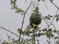 Lesser Masked Weaver