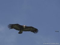 Hooded Vulture