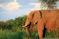 Afrikaanse olifant