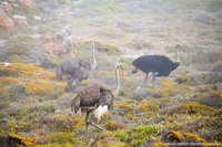 Struisvogels