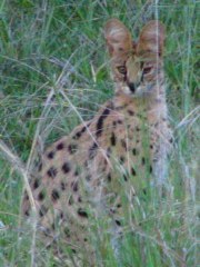 Serval