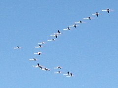 Flamingos