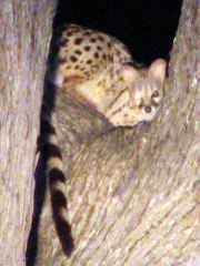 Genetkat