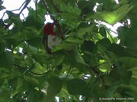 Violet-backed starling