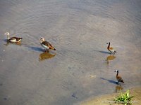 Egyptian goose