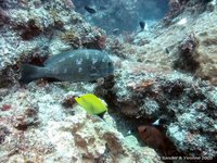 Sweetlips and Yellow longnose butterflyfish