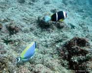 Surgeonfish and Anemonefish