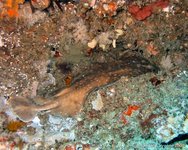 Leopard torpedo ray