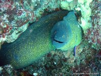 Yellow-edged moray
