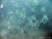 School of bannerfish