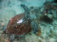 Hawksbill turtle