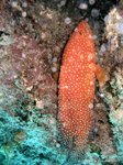 Coral hind