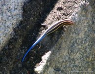 Five-lined skink