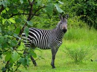 Grant's zebra