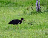 Abdims Stork