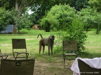 Yellow baboon
