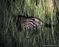 Civet