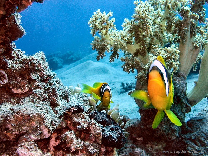 Rode zee anemoonvis, Amphiprion bicinctus, Moray Garden, Dahab, Egypte, mei 2005